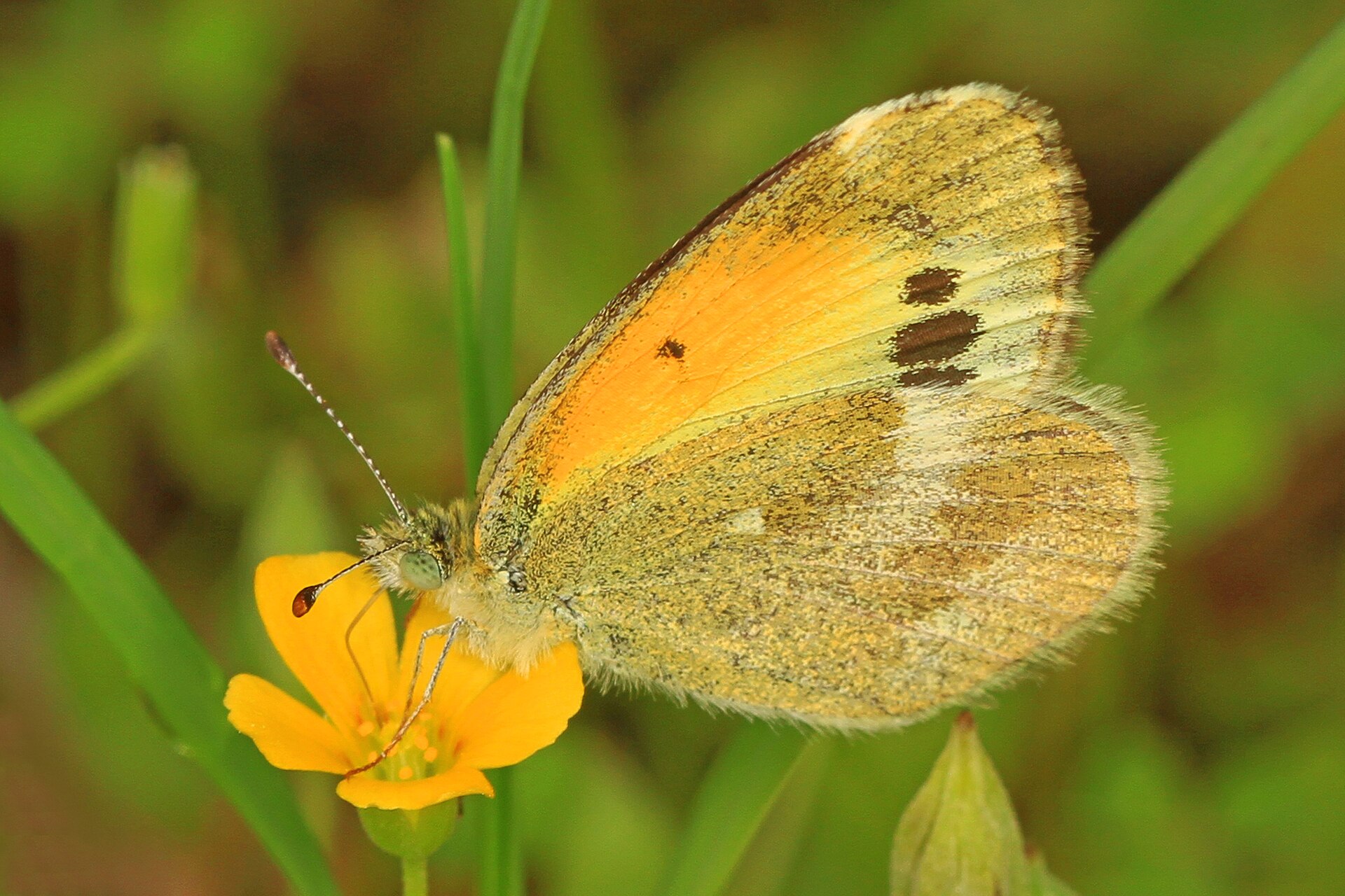 Dainty Sulphur - Nathalis iole, Lake Houston Nature Park, New Caney, Texas