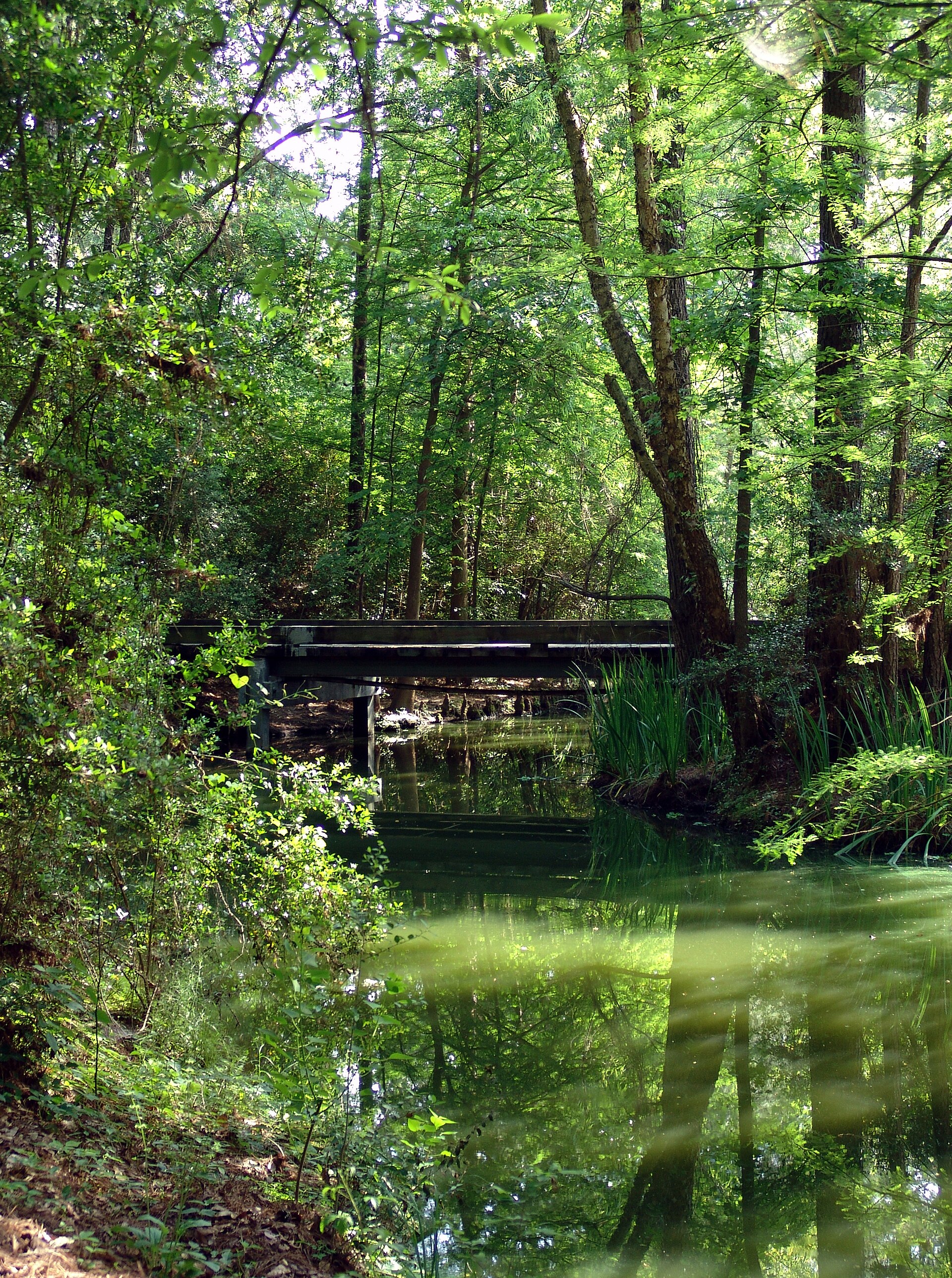 A bridge in The Woodlands, Texas. The bridge is part of a vast system of trails.